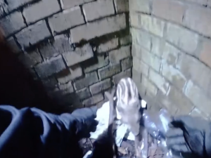 VIDEO: Selátko divočáka spadlo v Praze do kanálu, ven mu pomohli strážníci