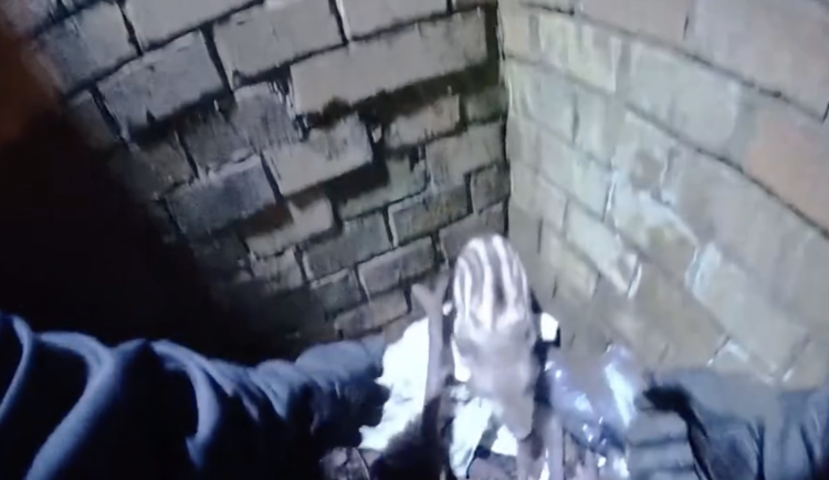 Selátko odvezli na záchrannou stanici