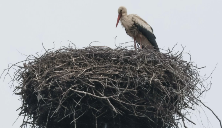 Chrastavské slavnosti budou kvůli hnízdění čápů nedaleko náměstí bez ohňostroje