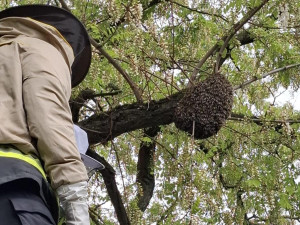 Kdy volat hasiče kvůli odstranění vosích hnízd? Jen když jde o bezprostřední nebezpečí, apelují