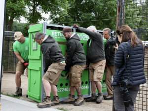 Kůň Převalského zablokoval dopravu u Prahy. Vykopal se z bedny na cestě na letiště