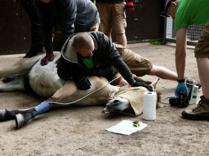 Kůň Převalského zablokoval dopravu u Prahy. Vykopal se z bedny na cestě na letiště