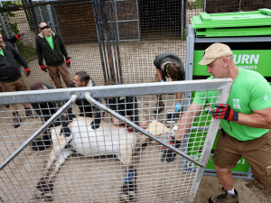 Kůň Převalského zablokoval dopravu u Prahy. Vykopal se z bedny na cestě na letiště