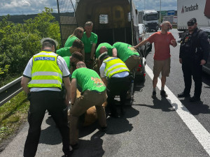 Kůň Převalského zablokoval dopravu u Prahy. Vykopal se z bedny na cestě na letiště