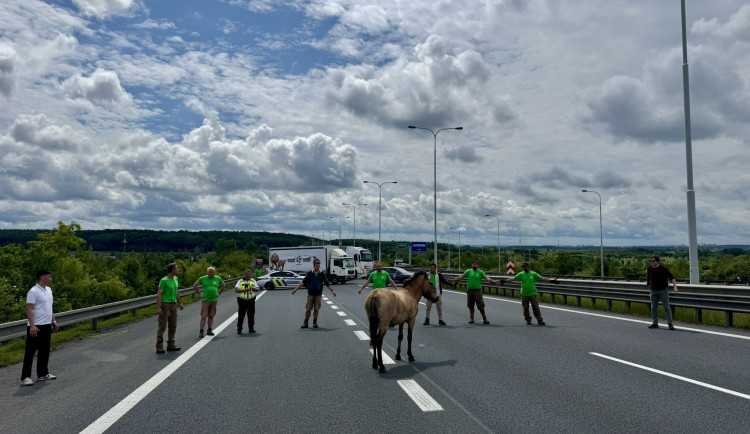 S odchytem museli pomoci i policisté.