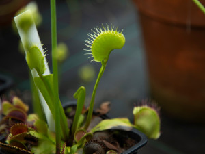 Botanická zahrada vystaví desítky druhý masožravých rostlin