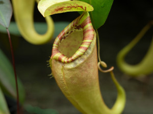 Botanická zahrada vystaví desítky druhý masožravých rostlin