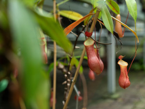Botanická zahrada vystaví desítky druhý masožravých rostlin