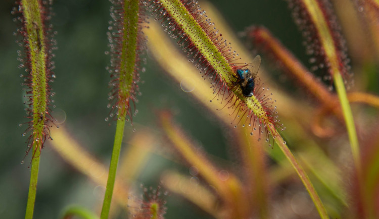 Botanická zahrada vystaví desítky druhý masožravých rostlin