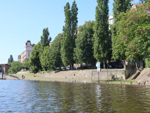 Pátrání po zmizelých labutích v Praze a okolí