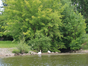 Pátrání po zmizelých labutích v Praze a okolí