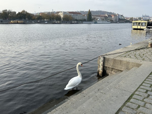 Pátrání po labutích z centra Prahy pokračuje, teorie o jejich snědení se nepotvrdily