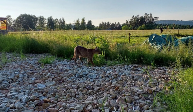 Šelmu u Josefova odchytili po několika dávkách uspávacího prostředku