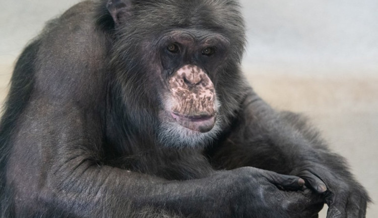 Liberecká zoo smutní. Kvůli zhoršujícímu se zdraví musela uspat šimpanze Kubu