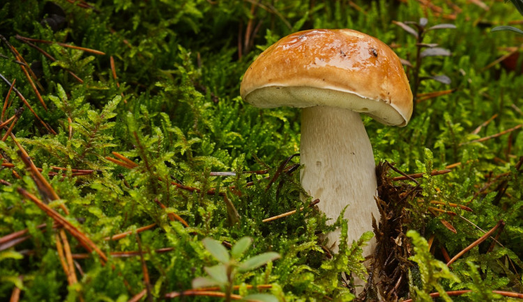 Houbařská sezóna na jihu pomalu startuje. Po deštích se objevují první hřiby