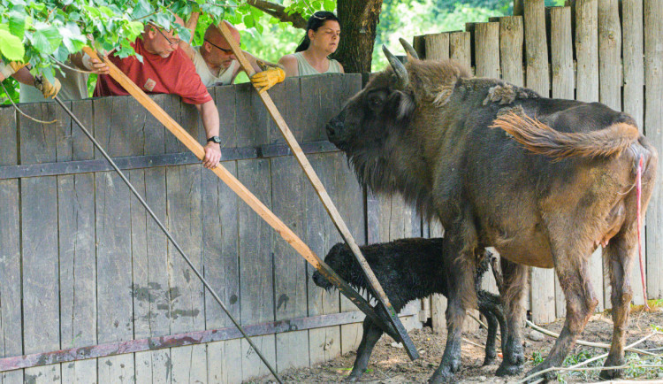Malý zubr už chodí po výběhu. 