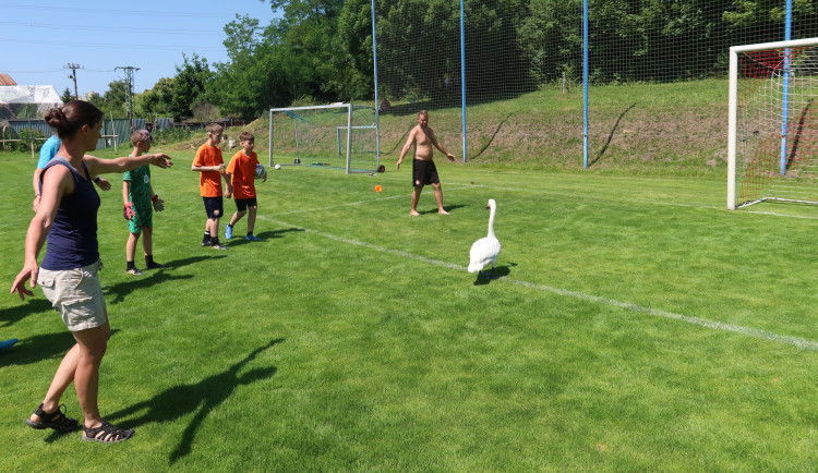 Zmatená labuť přistála během tréninku uprostřed fotbalového hřiště. Chytili ji v bráně
