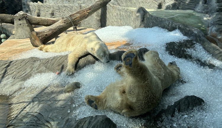 V zoo návštěvníky ochladí nová mlžítka, zvířata opět dostanou led