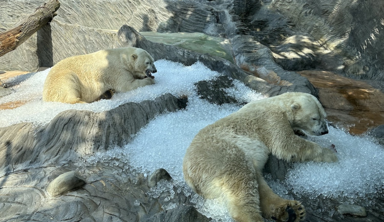 V zoo návštěvníky ochladí nová mlžítka, zvířata opět dostanou led