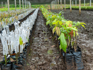 Koupili jsme plantáž. Pražská čokoládovna si poradila s nedostatkem kakaa na trhu