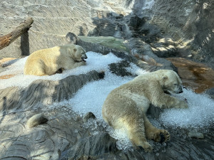 V zoo návštěvníky ochladí nová mlžítka, zvířata opět dostanou led