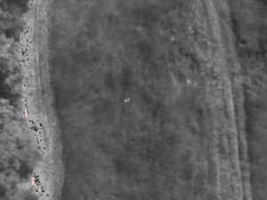 Záchranná stanice dostává seno z pražských luk. Kvůli srnčatům je kontrolují dronem