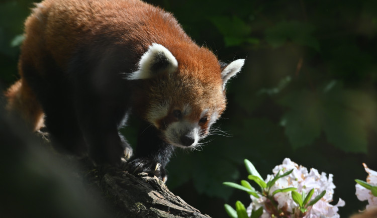 FOTO: Vstup za korunu, nebo komentovaná krmení zvířat. Prázdniny lákají do zoo