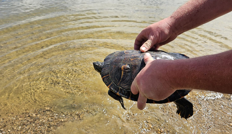 Rybář vytáhl na prutu z přehrady pořádně vzteklou a kousající želvu o délce 35 cm