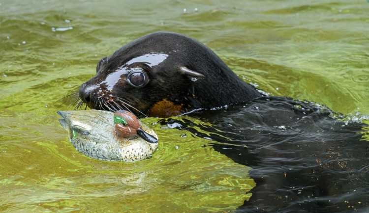Zoo Praha má nového lachtana, Oslo z Belgie ukončil linii slavného Gastona