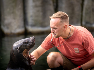 Oslo se učí veterinárnímu tréninku s vrchním chovatelem Jakubem Mezeiem v Zoo Praha