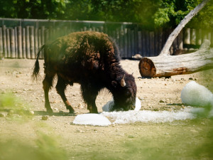 FOTO: Ledové království v pražské zoo. Tuny kostek ochladily medvědy i bizony