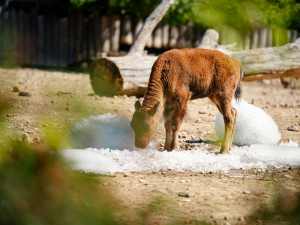 FOTO: Ledové království v pražské zoo. Tuny kostek ochladily medvědy i bizony