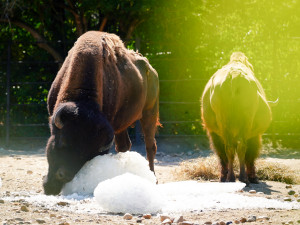 FOTO: Ledové království v pražské zoo. Tuny kostek ochladily medvědy i bizony