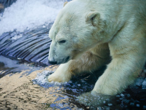 FOTO: Ledové království v pražské zoo. Tuny kostek ochladily medvědy i bizony