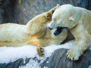 FOTO: Ledové království v pražské zoo. Tuny kostek ochladily medvědy i bizony