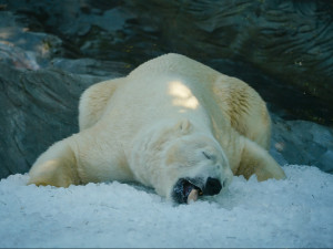 FOTO: Ledové království v pražské zoo. Tuny kostek ochladily medvědy i bizony