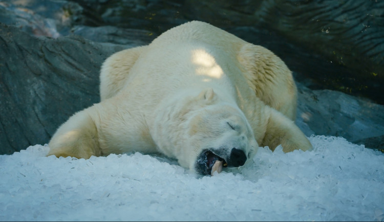 FOTO: Ledové království v pražské zoo. Tuny kostek ochladily medvědy i bizony
