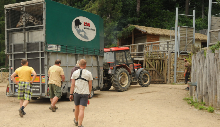 Jihlavská zoo je bez žiraf. Čeká na příjezd samců z jiných zoologických zahrad