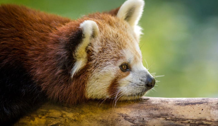 Zoo o prázdninách: Tichá setkání i komentované prohlídky u tučňáků, žiraf nebo pand