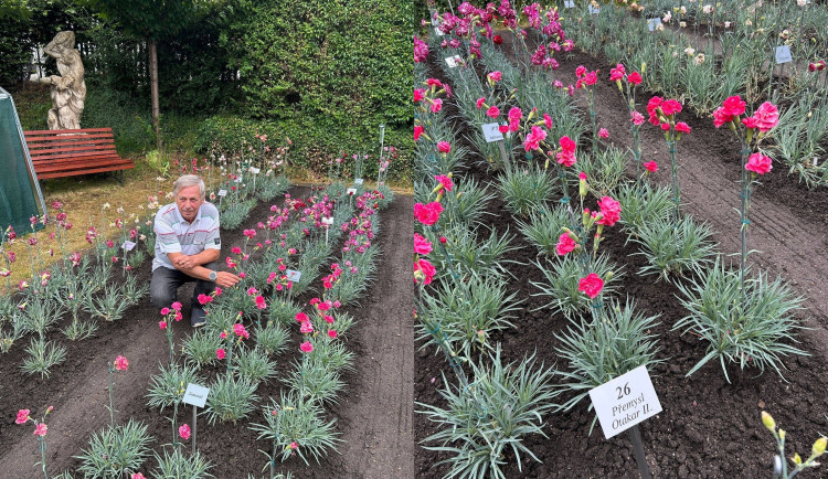 Světově proslulé klatovské karafiáty mají nový druh. Květina dostala jméno Přemysl Otakar II.