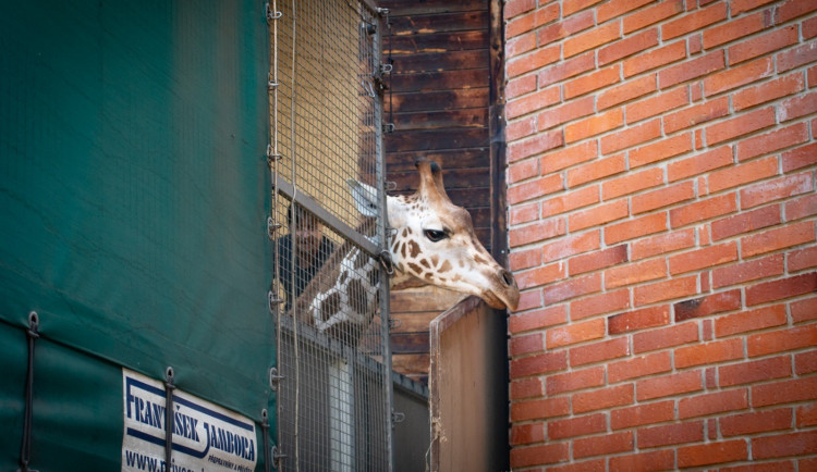 Z liberecké zoo odjel kvůli rekonstrukci pavilonu samec žirafy. V předklonu