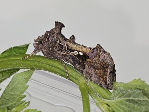 Ovoce z exotiky? Spolu s ním se do Česka dostávají destruktivní škůdci