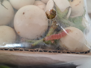 Ovoce z exotiky? Spolu s ním se do Česka dostávají destruktivní škůdci