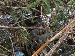 VIDEO: V Texasu pomáhají i hasiči z Prahy. Práci jim ztěžují jedovatí hadi i déšť