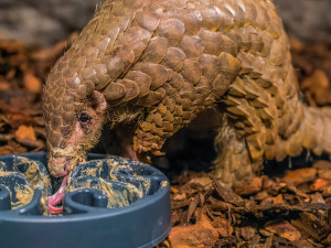 Luskouni dostanou svou kaši, jejíž základ tvoří larvy včelích trubců
