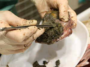 Pitva uhynulé labutě