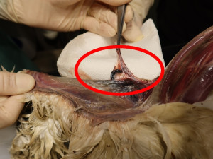 Pitva uhynulé labutě