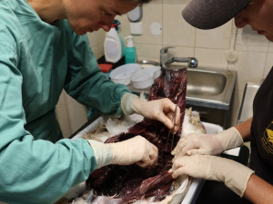 Pitva uhynulé labutě