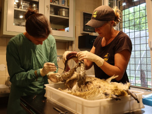 Pitva uhynulé labutě