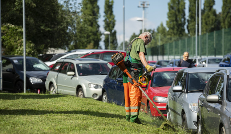 Víte kdy a jak se v Praze seká veřejná zeleň? Většinou rozhoduje počasí